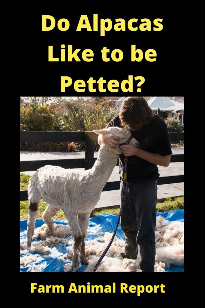 Do Alpacas Like to be **PETTED**? 1