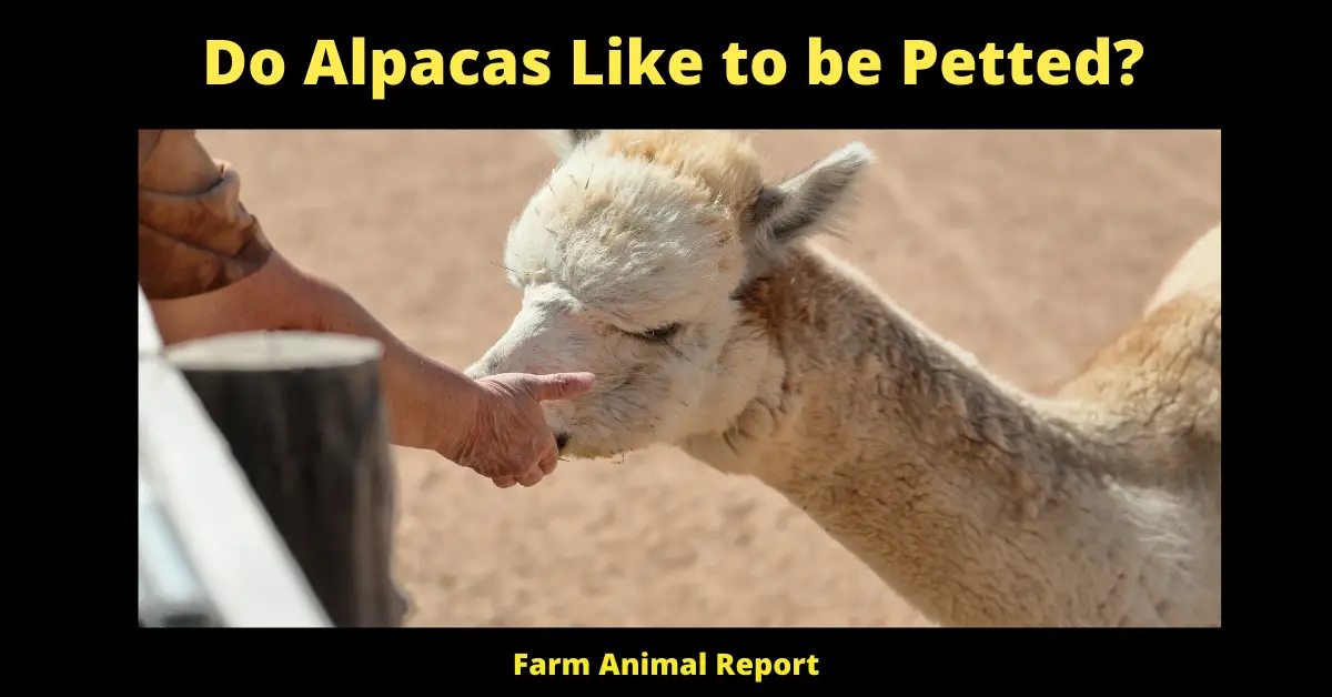 Do Alpacas Like to be Petted?