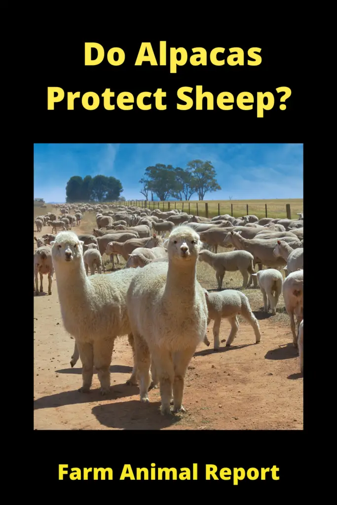 Do Alpacas Protect Sheep? **GUARD** 2
