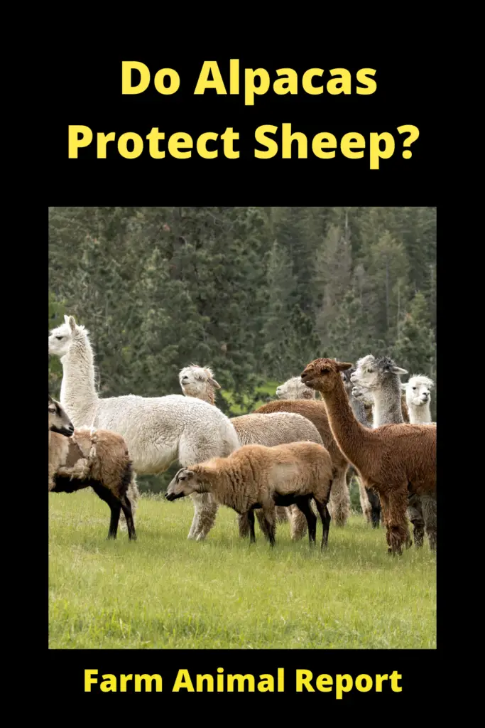 Do Alpacas Protect Sheep? **GUARD** 3