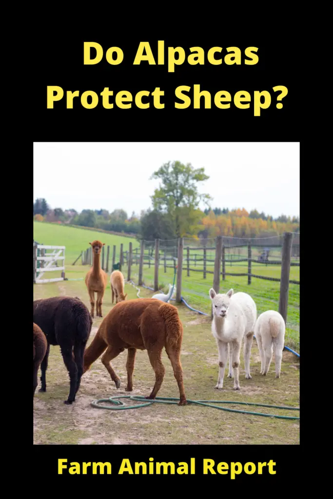 Do Alpacas Protect Sheep? **GUARD** 1