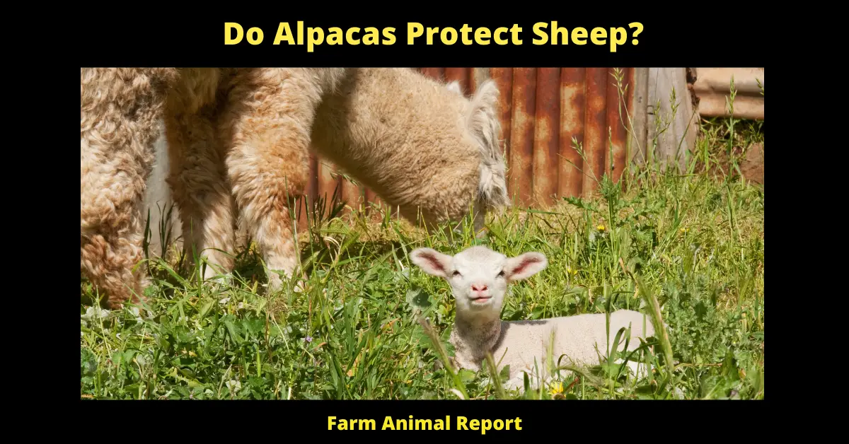 Do Alpacas Protect Sheep?