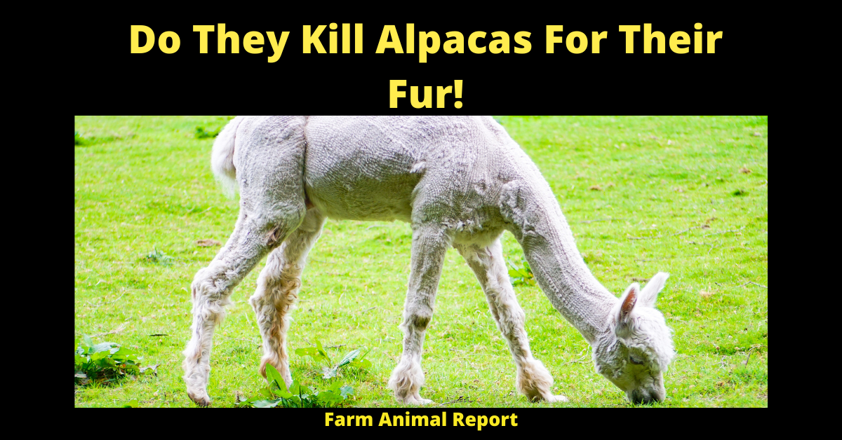 5 Instances Are Alpacas Dangerous? Are Alpacas Vicious Farm Animal