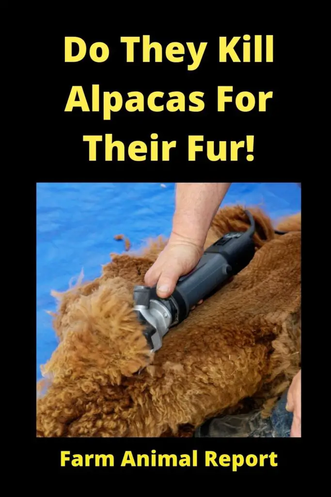 Do They Kill Alpacas For Their Fur! **HAIRCUTS** 2