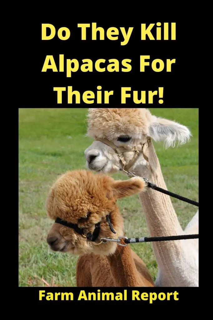 Do They Kill Alpacas For Their Fur! **HAIRCUTS** 1