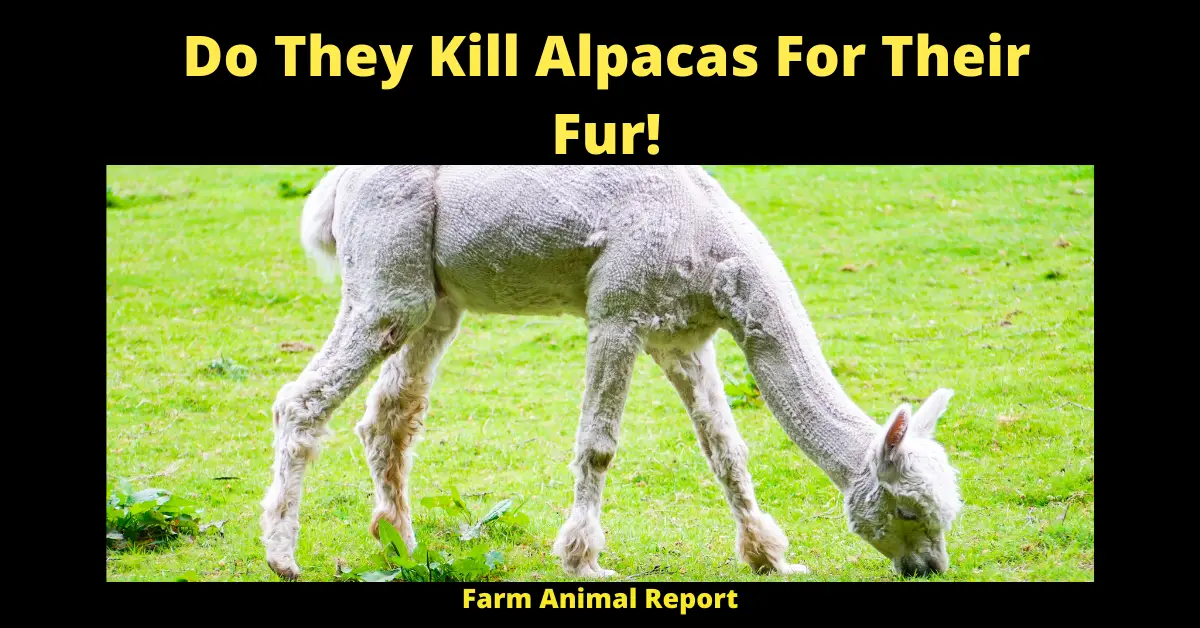 Do They Kill Alpacas For Their Fur!
