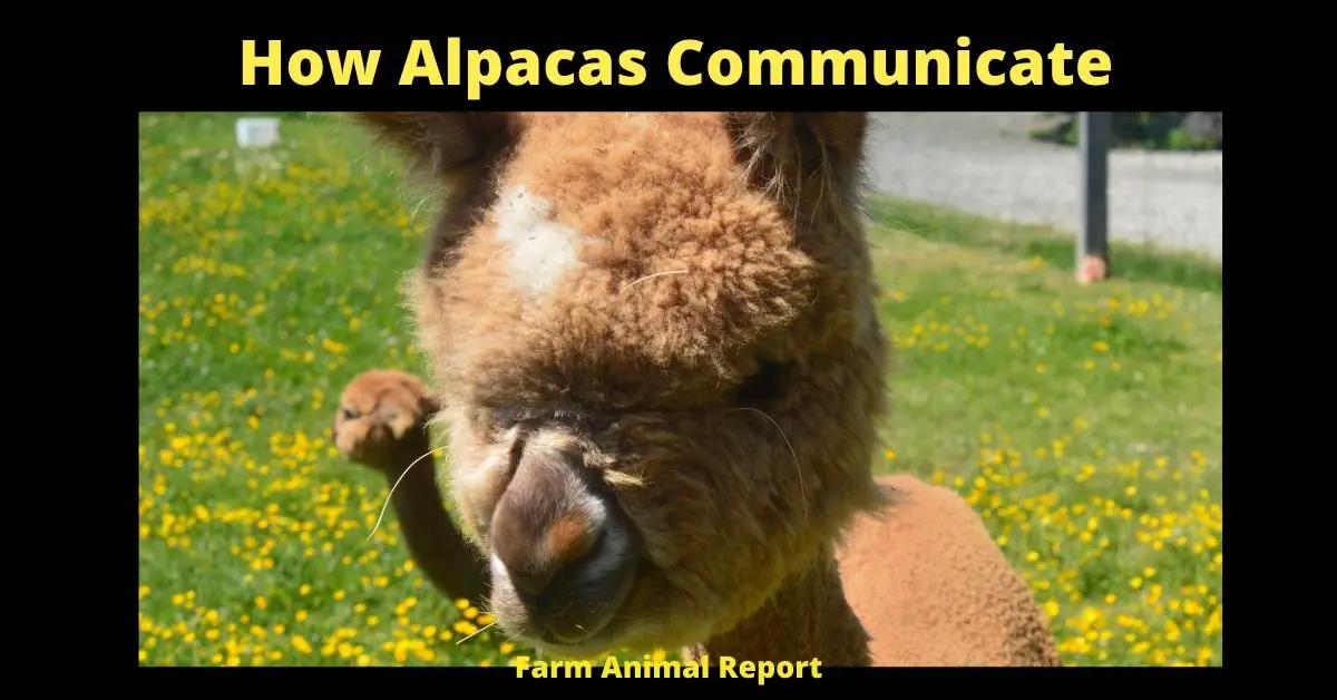 How Alpacas Communicate