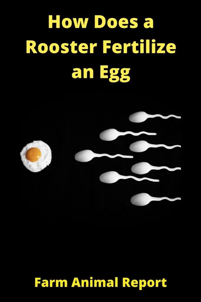 It all starts when the male chicken fertilizes the female chicken's eggs. This can happen one of two ways. The first way is called internal fertilization, and it happens when the male mounts the female and passes his sperm into her cloaca, the opening where the reproductive, gastrointestinal, and urinary tracts meet. The second way is called external fertilization, and it happens when the male and female chicken touch cloacas together so that the sperm can be passed from the male to the female. Once the sperm enters the female's reproductive tract, it will travel up to her oviduct, where it will fertilize the egg. From there, the egg will be laid and will incubate until it hatches into a baby chick!