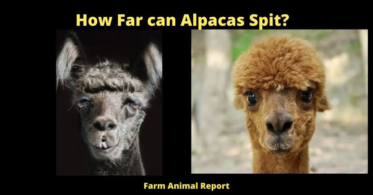 How Far can Alpacas Spit?