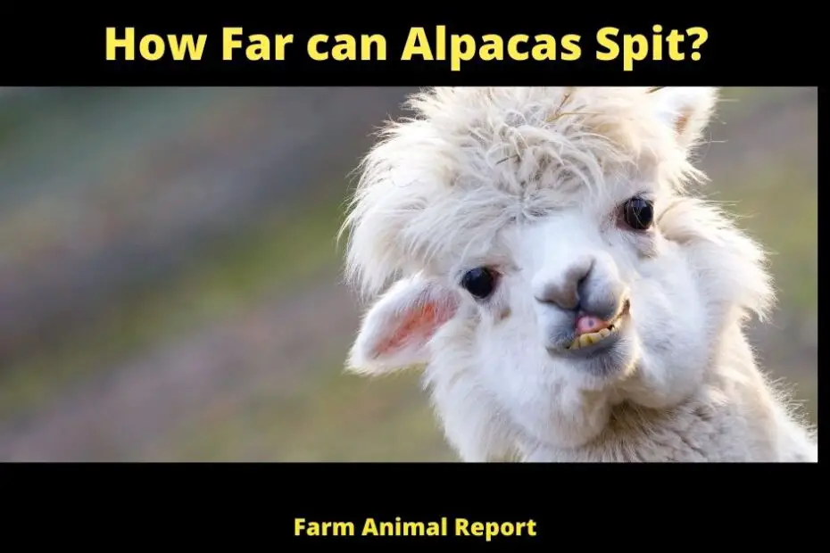 How Far can Alpacas Spit?