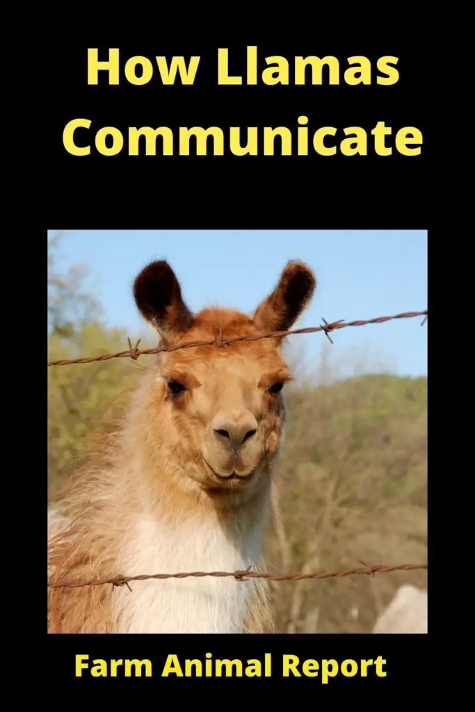 what sound does a llama make - Alpacas and llamas are social animals that live in herds. In the wild, these animals use spitting as a way to establish dominance within the herd. The animal that does the most damage with its spit is considered the alpha.

In a farm setting, alpacas and llamas will sometimes spit at people as a way to show their displeasure. This usually happens when the animal is feeling threatened or uncomfortable. For example, if an alpaca is being sheared, it may spit at the person doing the shearing in order to show its displeasure. Similarly, if a llama is being led by a person it doesn't know, it may spit at that person as a way of showing its dominance.

While spitting can be unpleasant, it's important to remember that these animals are simply following their natural instincts. With proper care and handling, they can learn to trust people and no longer feel the need to spit.