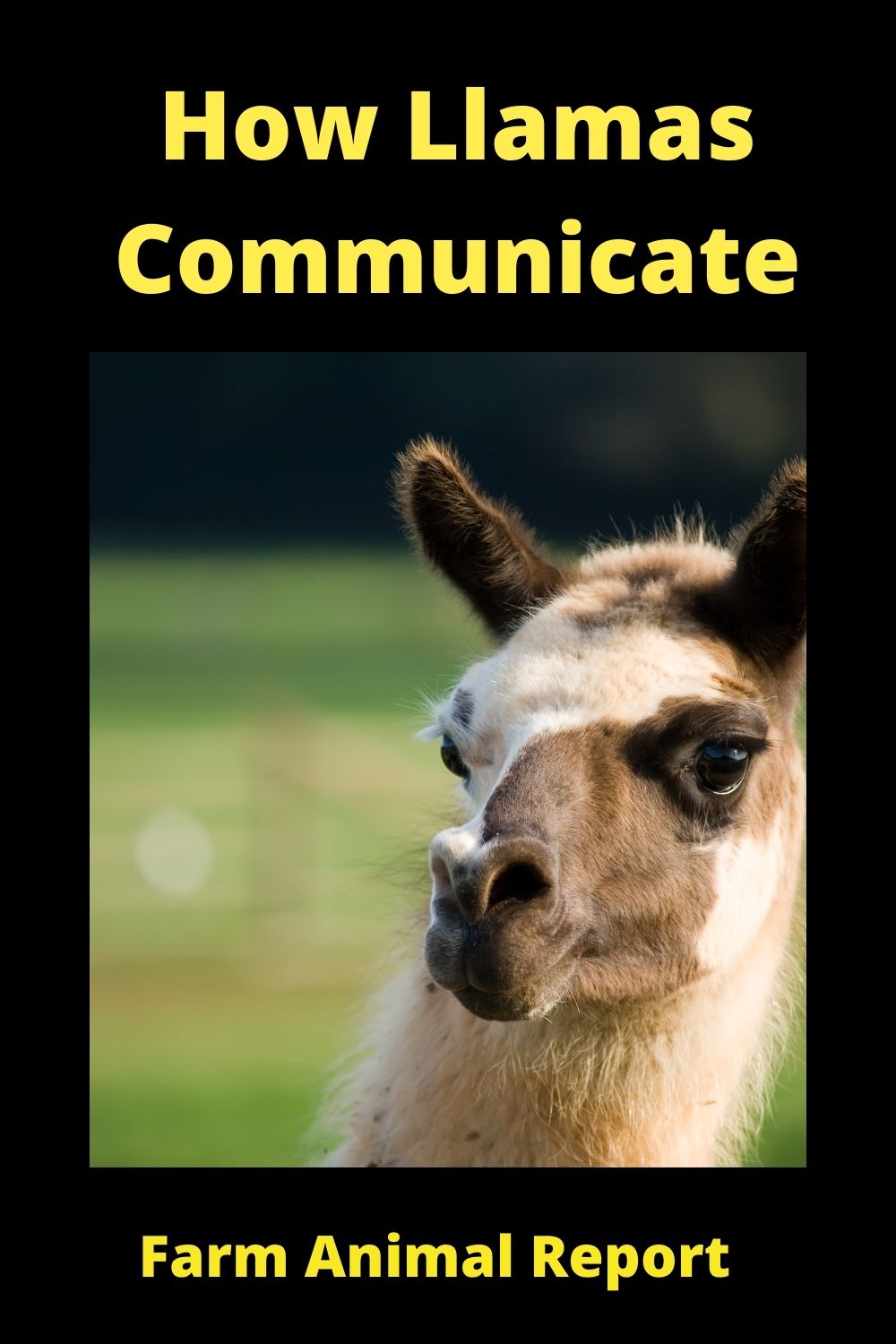 9 Sounds What Sound Does A LLama Make(2024)