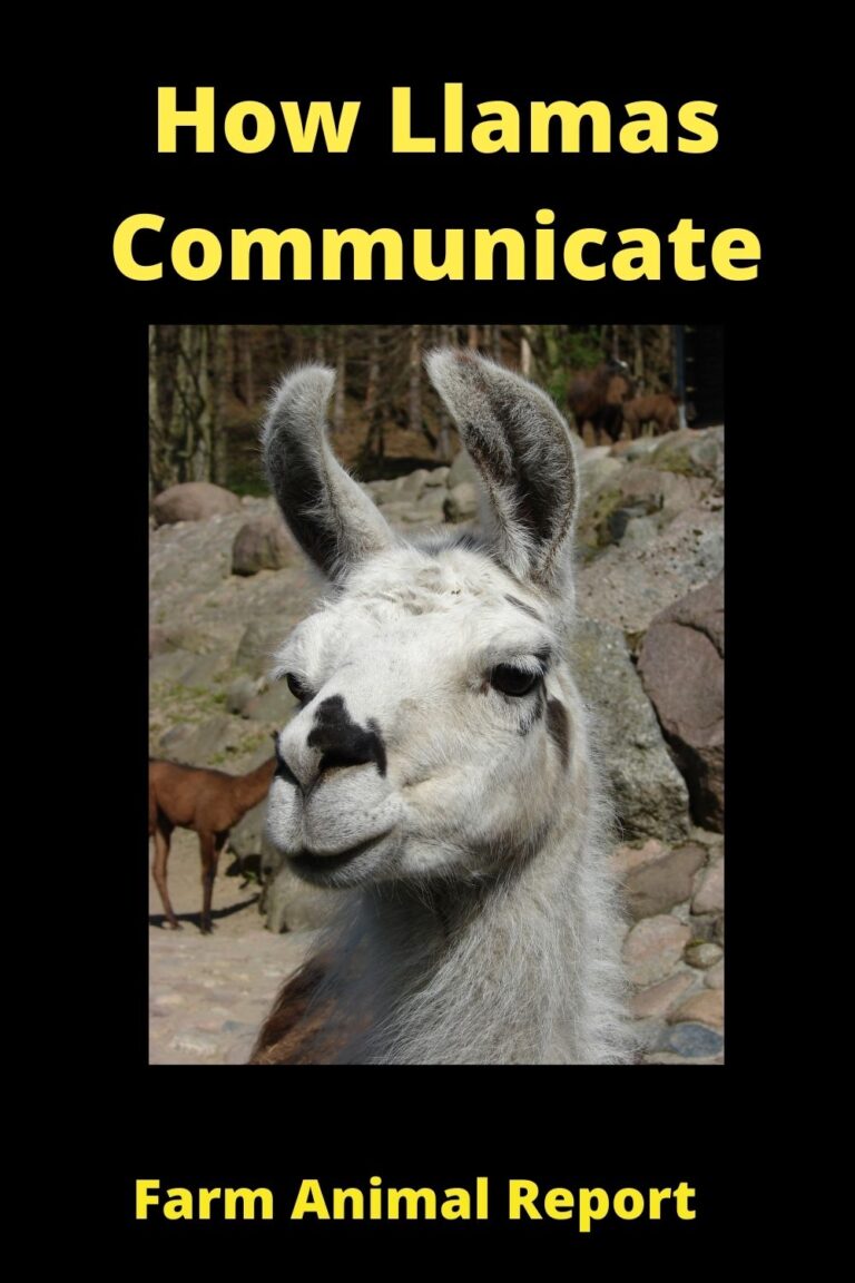 9 Sounds What Sound Does A LLama Make(2024)