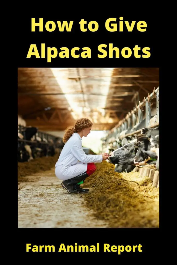 How to Give Alpaca Shots **VACCINES** 2