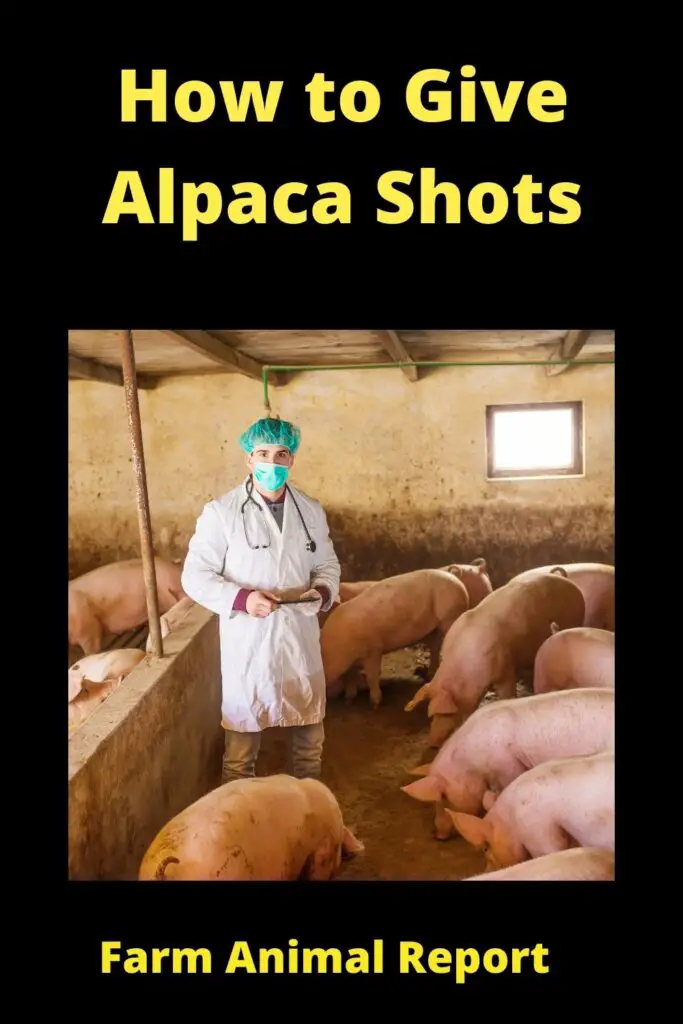 How to Give Alpaca Shots **VACCINES** 3