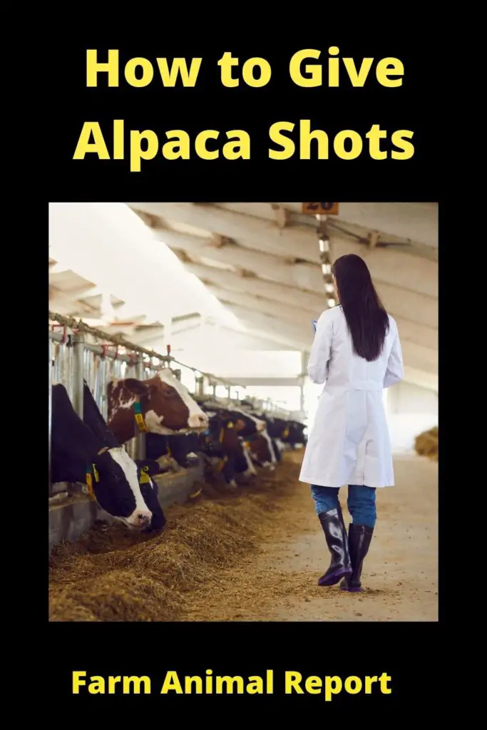 How to Give Alpaca Shots **VACCINES** 1