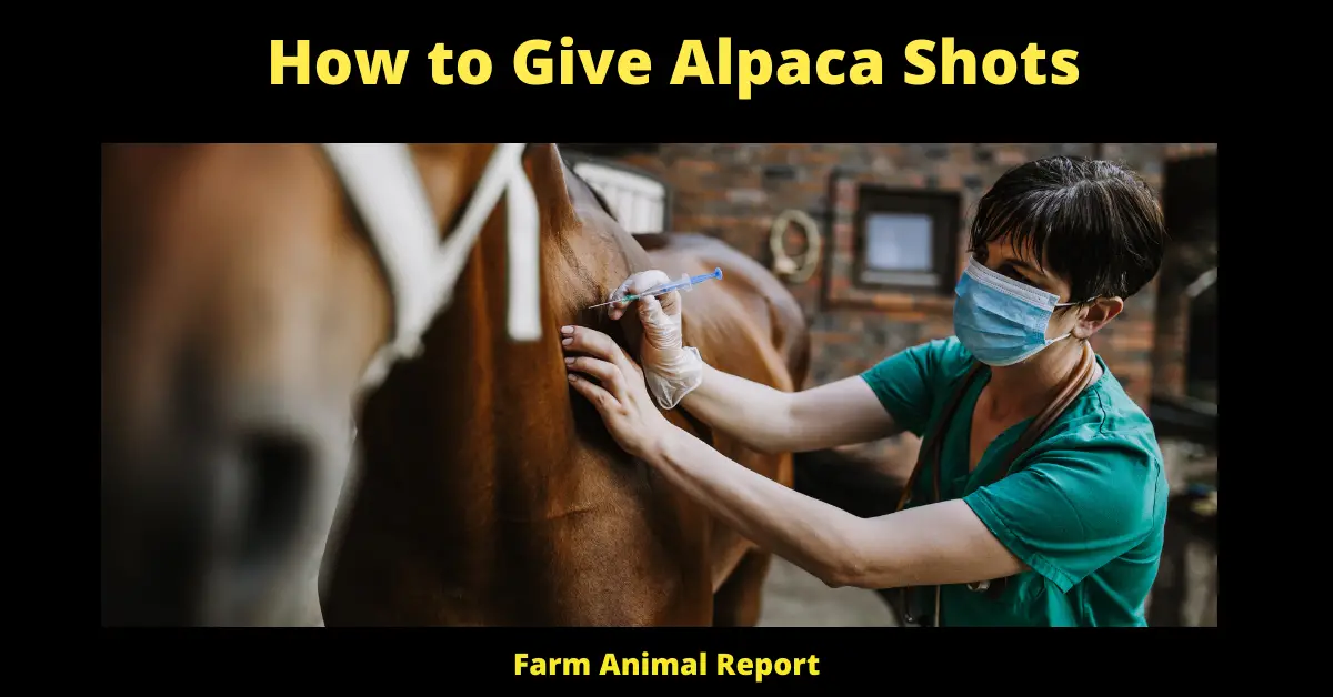 How to Give Alpaca Shots