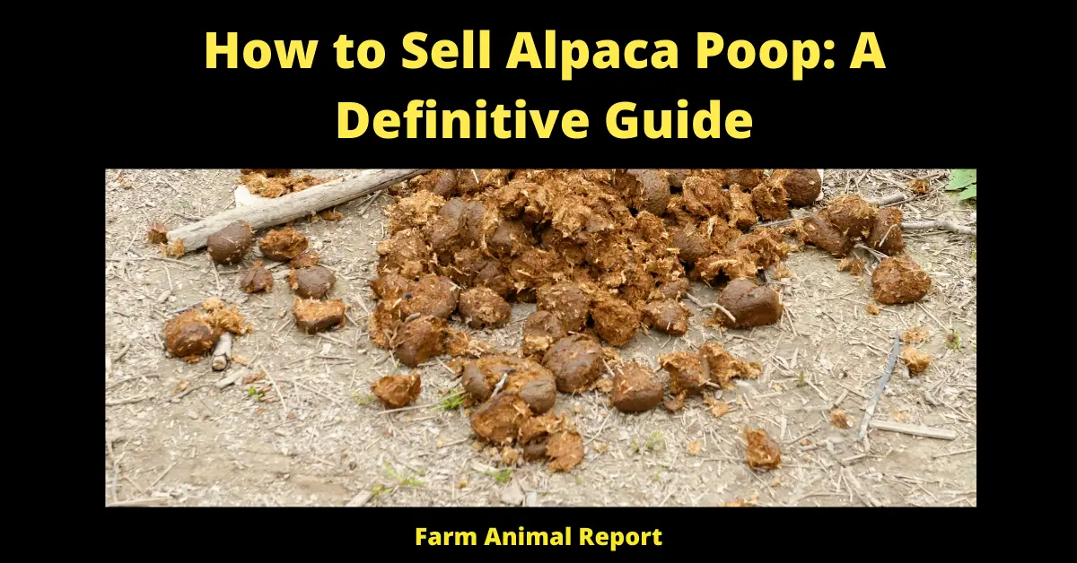 How to Sell Alpaca Poop: A Definitive Guide