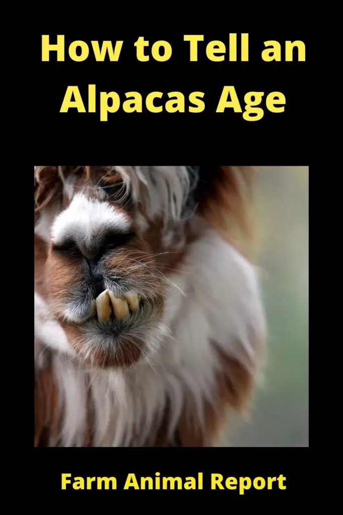 How to Tell an Alpacas Age **OLD** 3