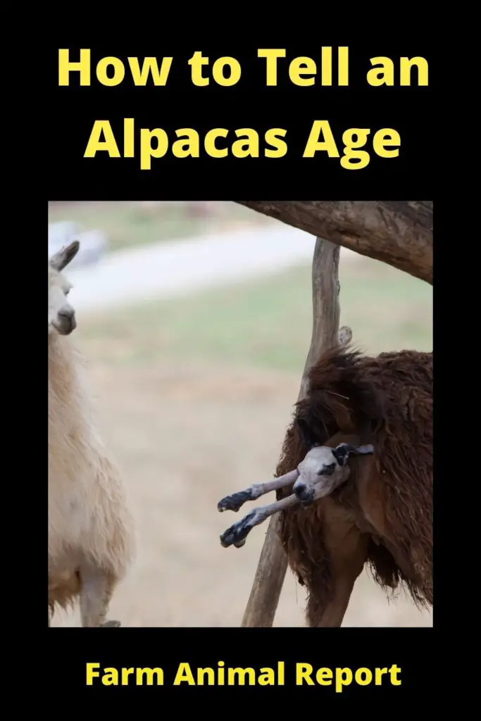 How to Tell an Alpacas Age **OLD** 5