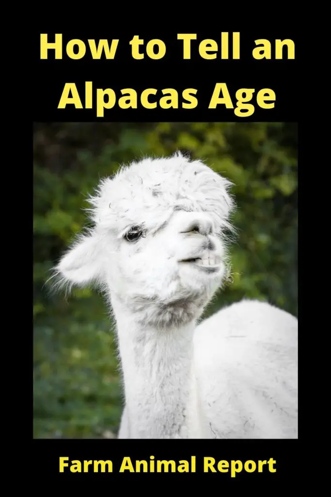 How to Tell an Alpacas Age **OLD** 1