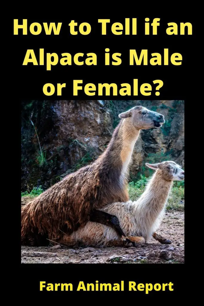 Difference Between **Male and Female**Alpaca 2
