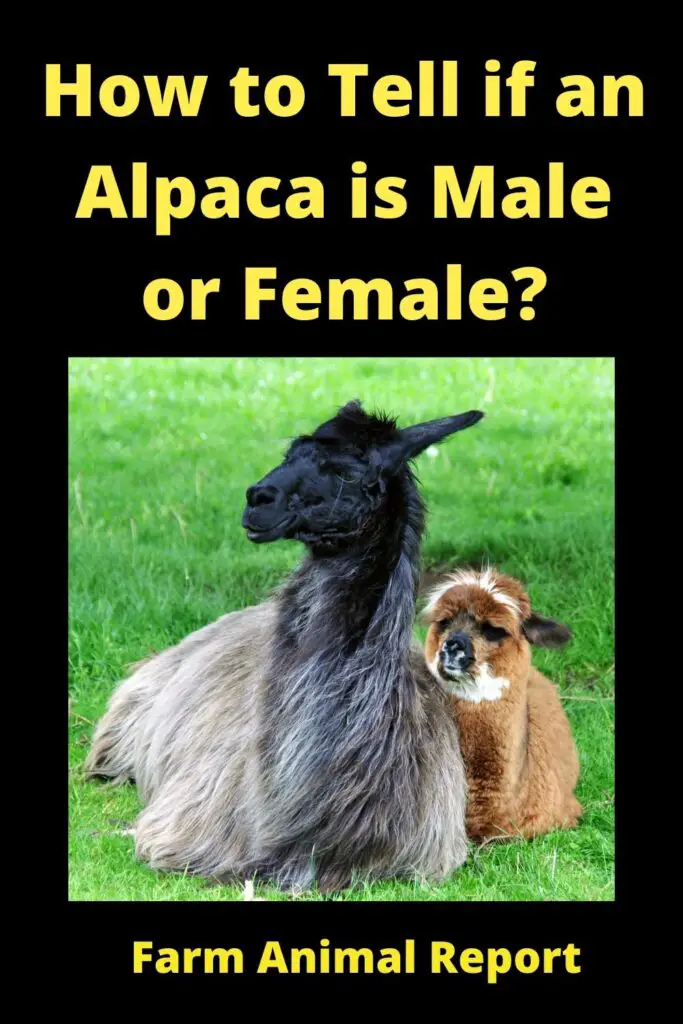 Difference Between **Male and Female**Alpaca 3