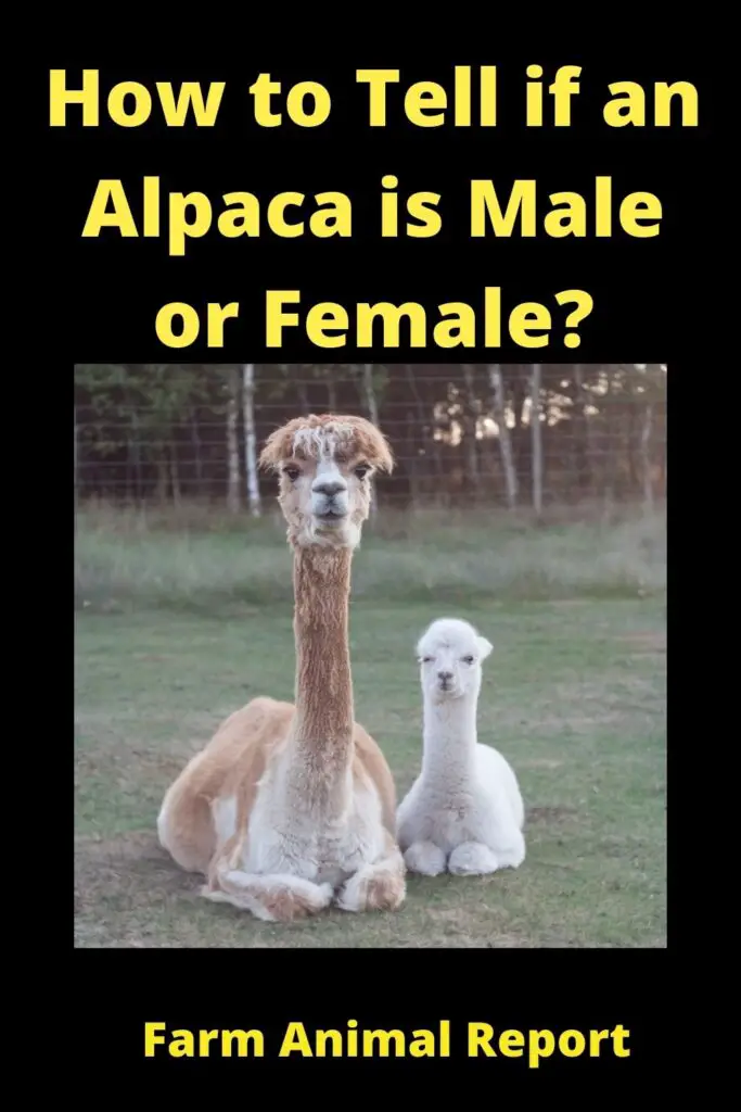 Difference Between **Male and Female**Alpaca 1