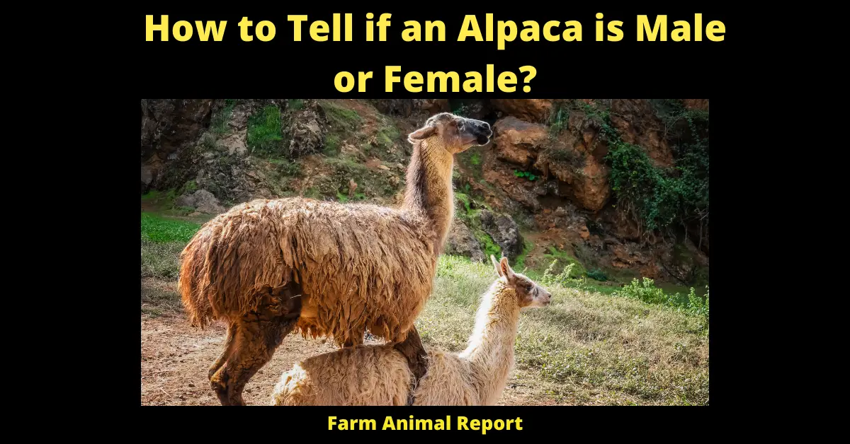 How to Tell if an Alpaca is Male or Female?