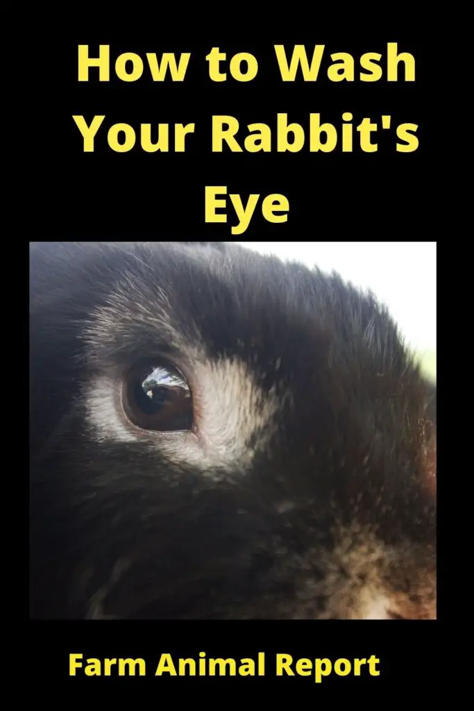 How to Clean Rabbits Eyes: A Complete Guide 2