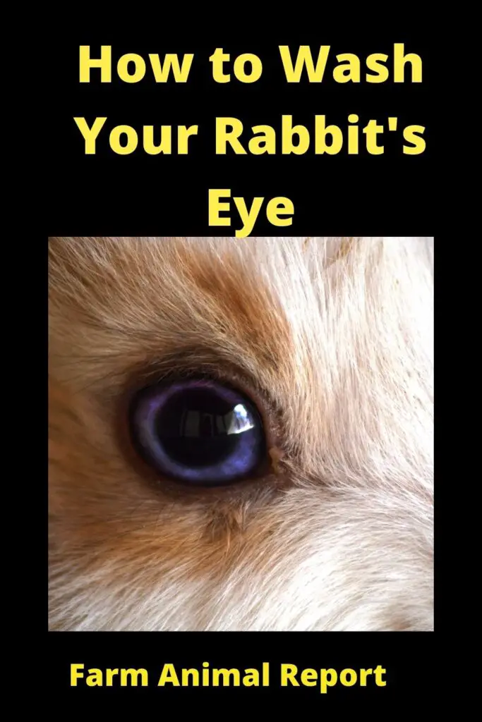 How to Clean Rabbits Eyes: A Complete Guide 3