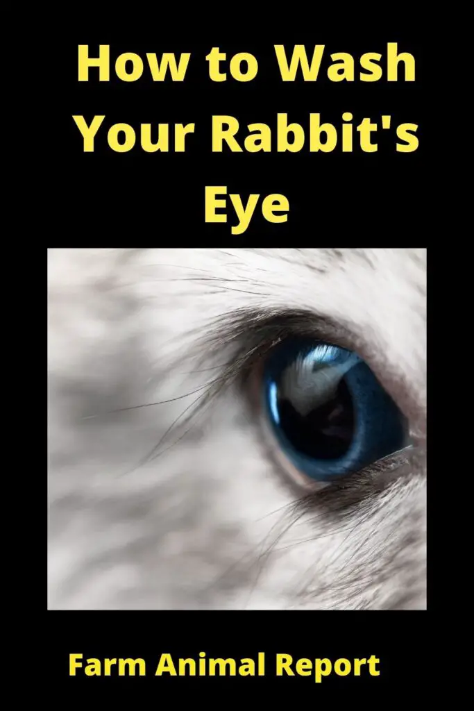 How to Clean Rabbits Eyes: A Complete Guide 4