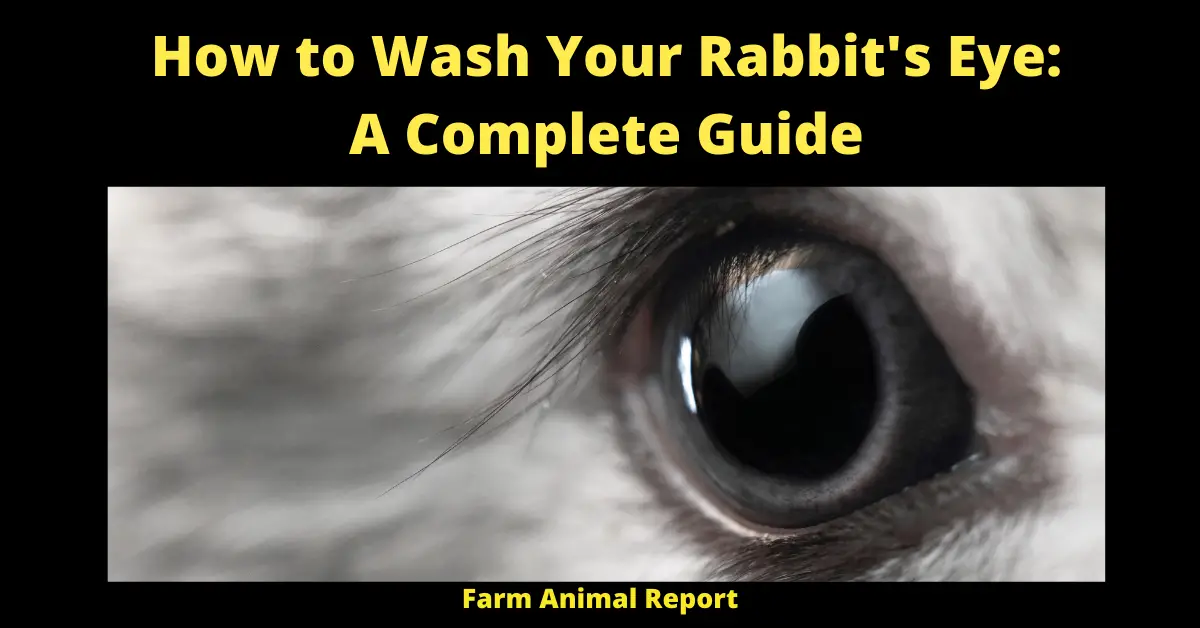 How to Wash Your Rabbit's Eye: A Complete Guide