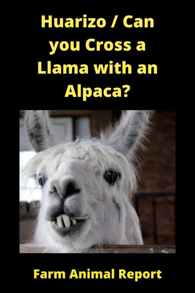 How Can Llamas and Alpacas Breed? (2022) Alpacas | Llama | Breeding 6