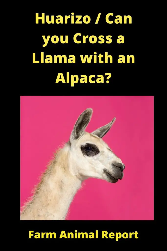 How Can Llamas and Alpacas Breed? (2022) Alpacas | Llama | Breeding 4