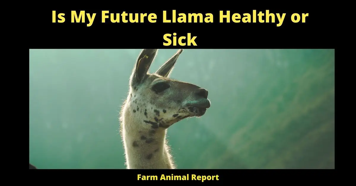 Is My Future Llama Healthy or Sick