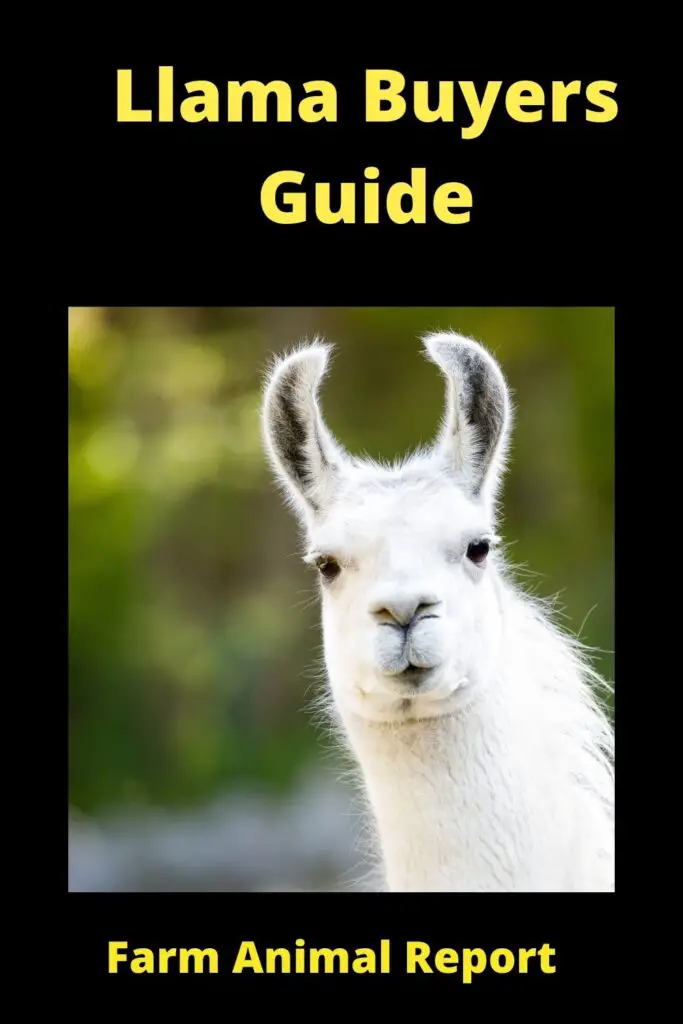 How to Buy a Llama: A Comprehensive Guide 2