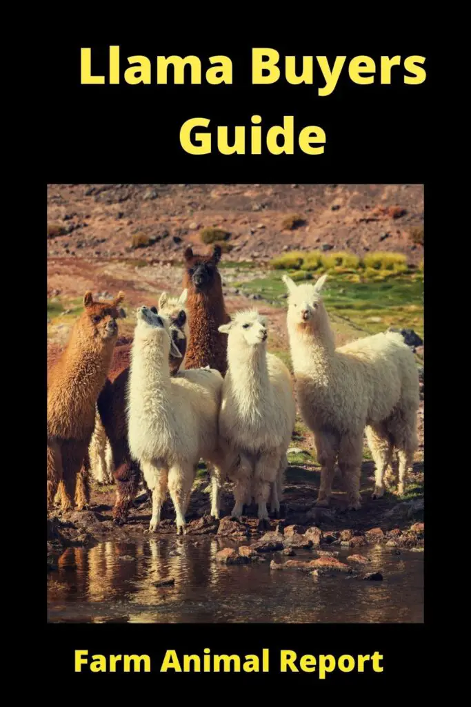 How to Buy a Llama: A Comprehensive Guide 3