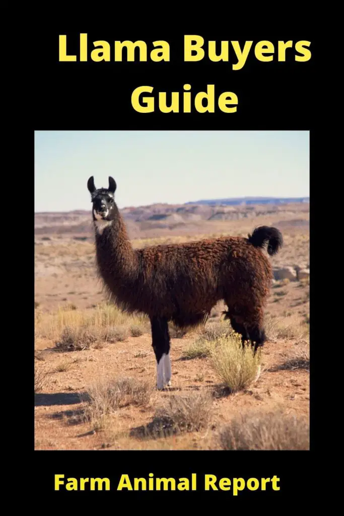 How to Buy a Llama: A Comprehensive Guide 4