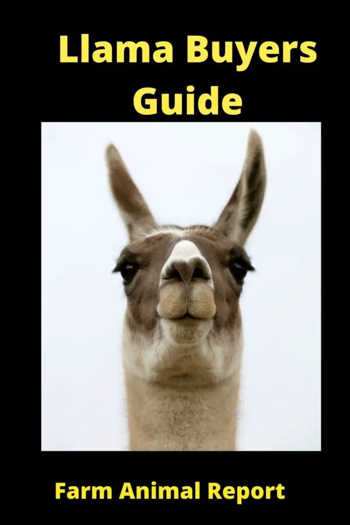 How to Buy a Llama: A Comprehensive Guide 5