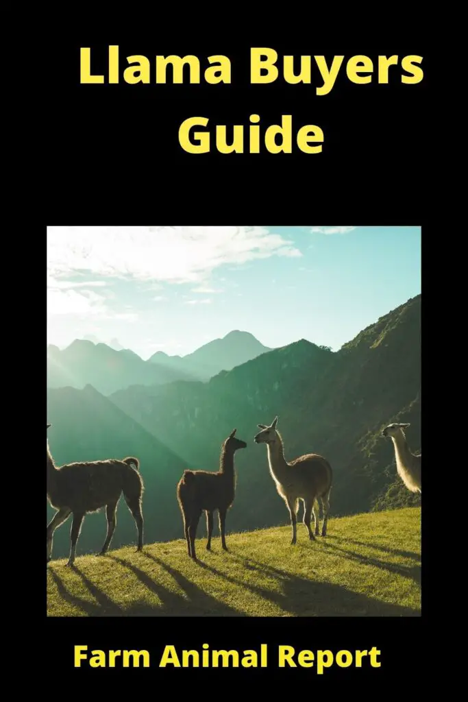 How to Buy a Llama: A Comprehensive Guide 1