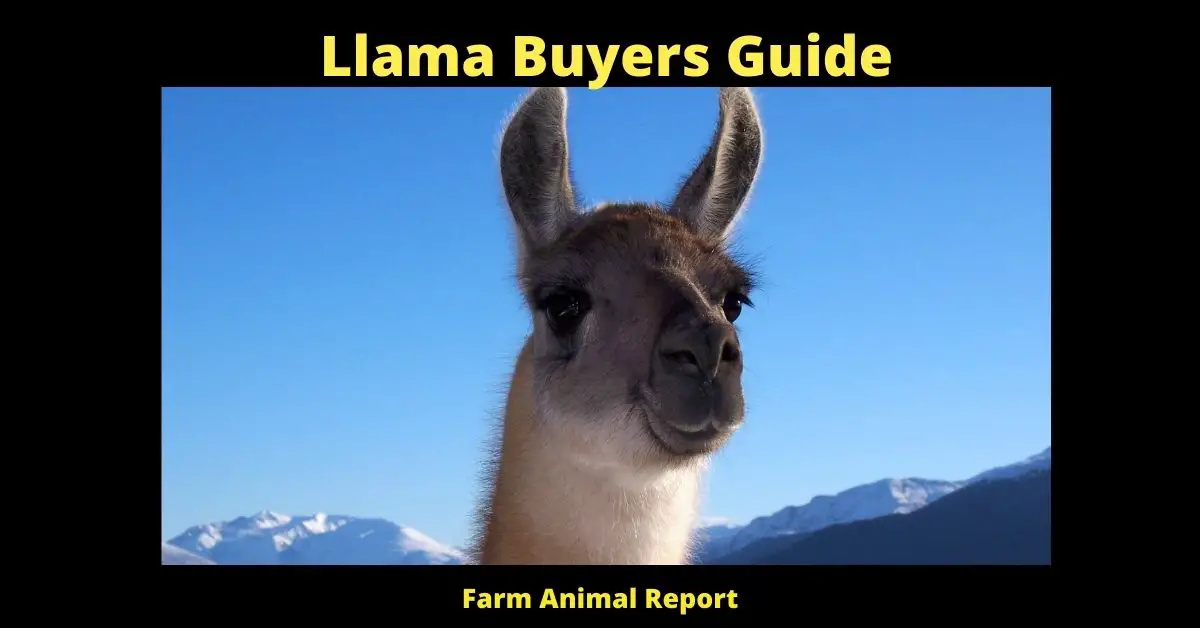 Llama Buyers Guide