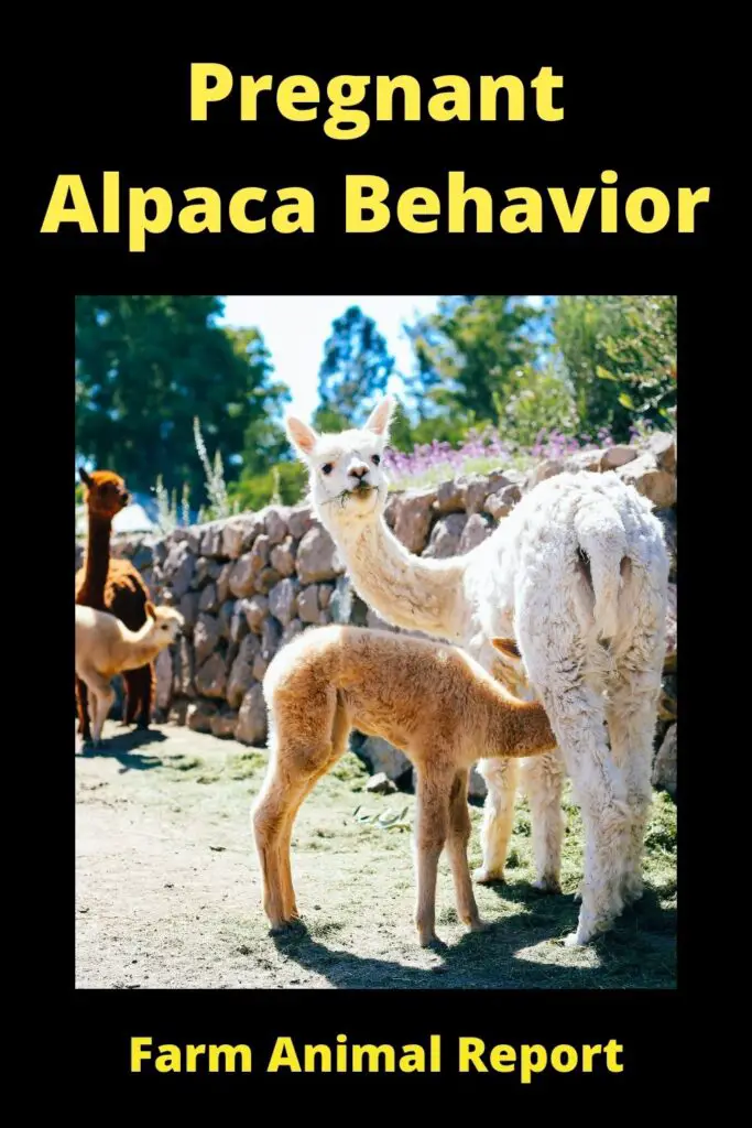 Pregnant Alpaca Behavior **EXPECTING** 2