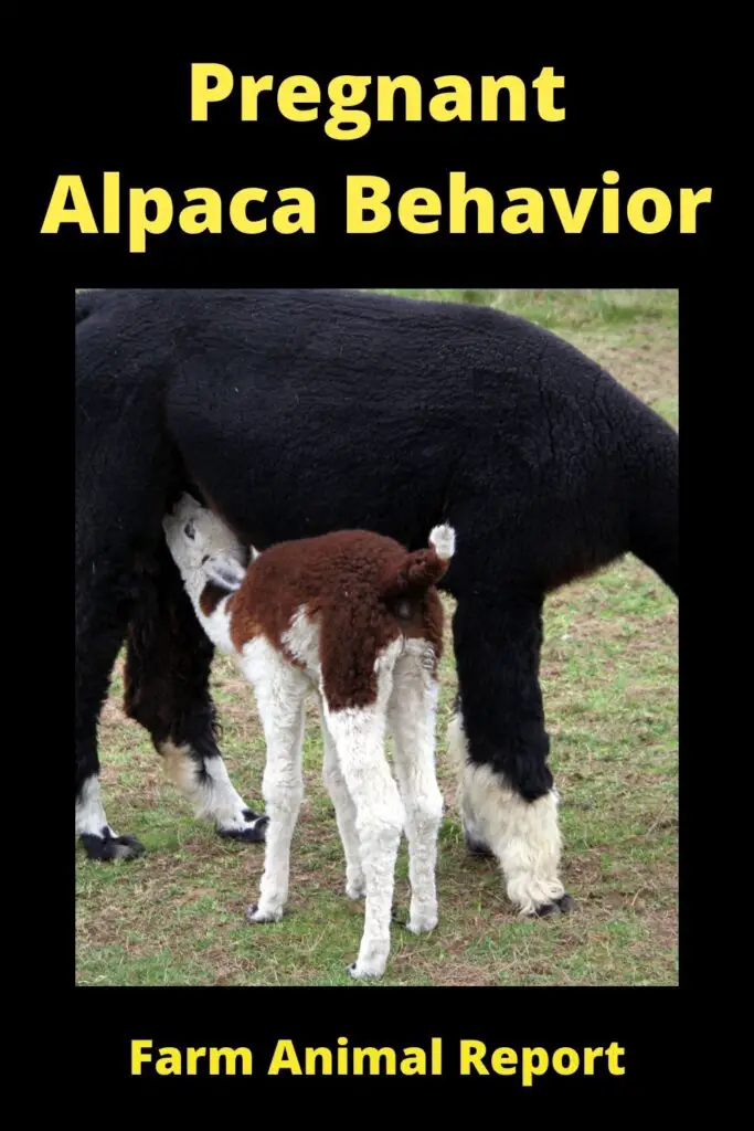 Pregnant Alpaca Behavior **EXPECTING** 3