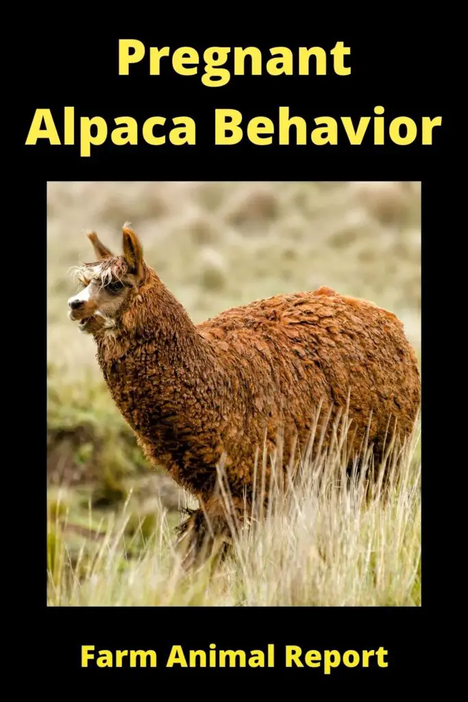 Pregnant Alpaca Behavior **EXPECTING** 1