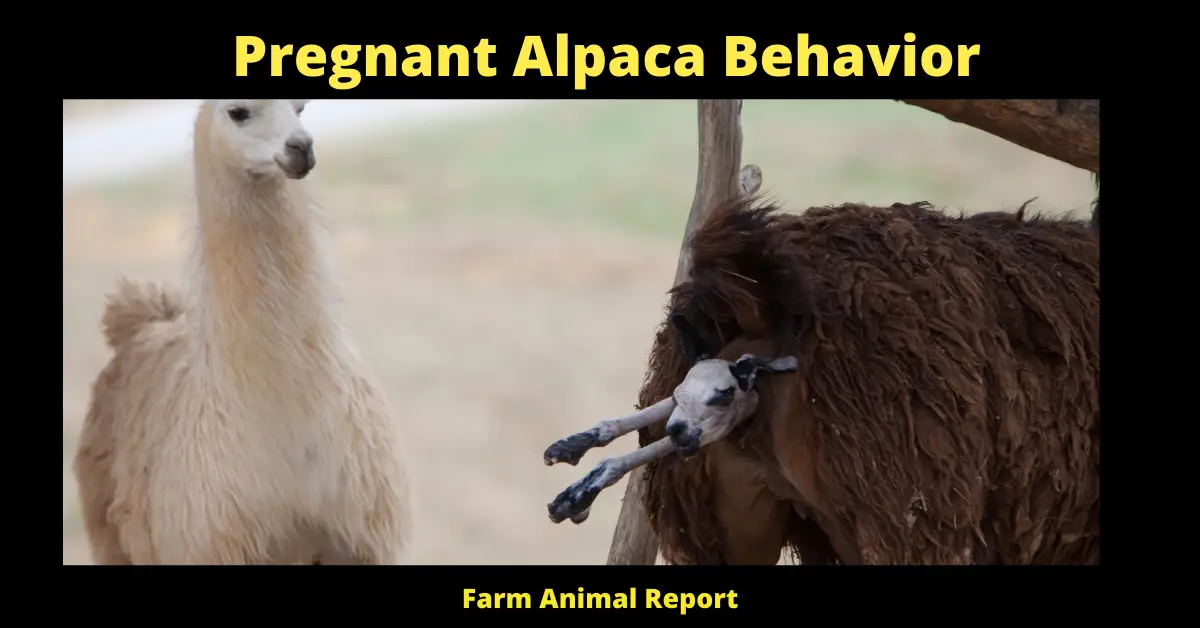 Pregnant Alpaca Behavior