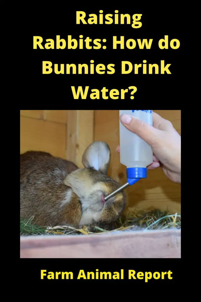 How do Bunnies Drink Water? Can Rabbits Drink Distilled Water? 2
