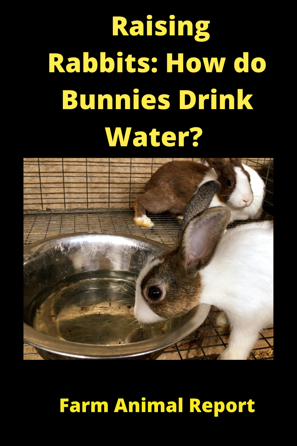 How Do Bunnies Drink Water? Can Rabbits Drink Distilled Water?