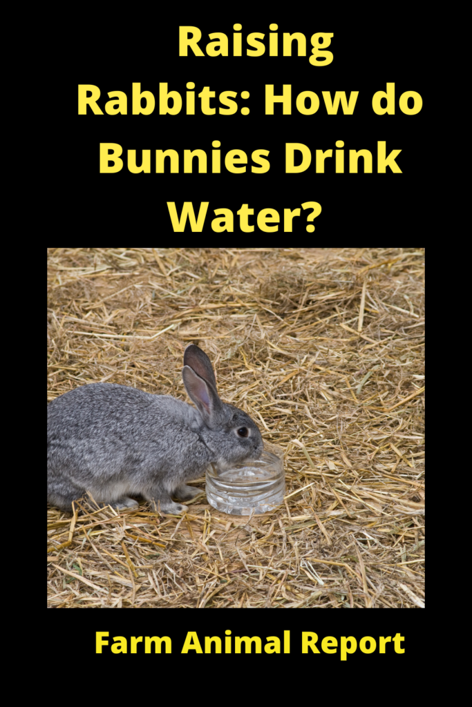How do Bunnies Drink Water? Can Rabbits Drink Distilled Water? 4