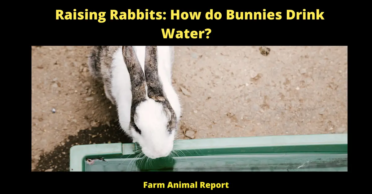 Raising Rabbits: How do Bunnies Drink Water?